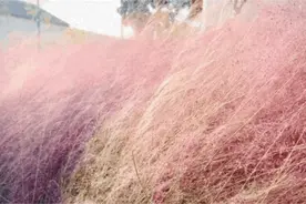 美美美！东莞的秋天，是花花世界啊……图片