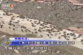 广州一村庄苍蝇为患，源头竟是来自养鸡场，这画面看着都恶心！视频封面
