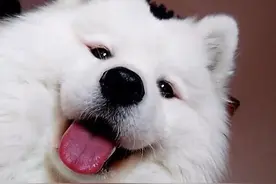 最新统计：世界上最多人养的7种狗，快看你家狗上榜了吗？图片