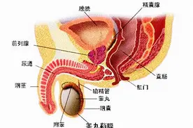 你清楚“ED”？该如何选择治疗方法？西地那非与他达拉非的区别图片