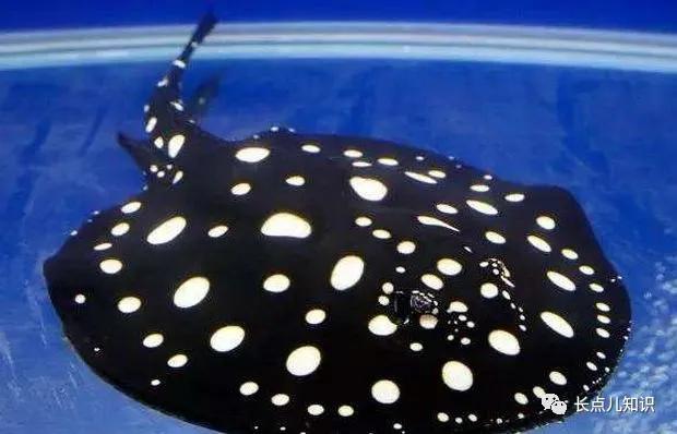 世界十大最贵的鱼 2025年世界十大最贵的鱼翅 世界十大最贵的鱼 2025年世界十大最贵的鱼翅