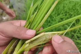 水稻病虫害防治除了喷雾还可以撒施，防治效果优于喷雾图片