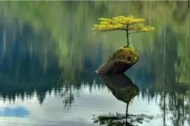 世界上最坚强的10棵树，一起见证生命的“奇迹”图片