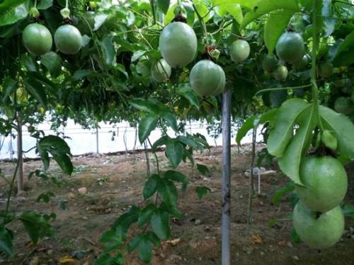 百香果是怎样的一种植物