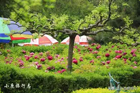 都说洛阳牡丹甲天下，可为何“中国牡丹之都”是菏泽图片