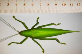 全身通绿，体长8cm！四川现巨型蝈蝈，刷新记录图片