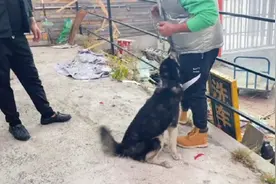 辽宁：连翻数天垃圾的哈士奇依然亲人，二哈：我不拆家，别不要我图片