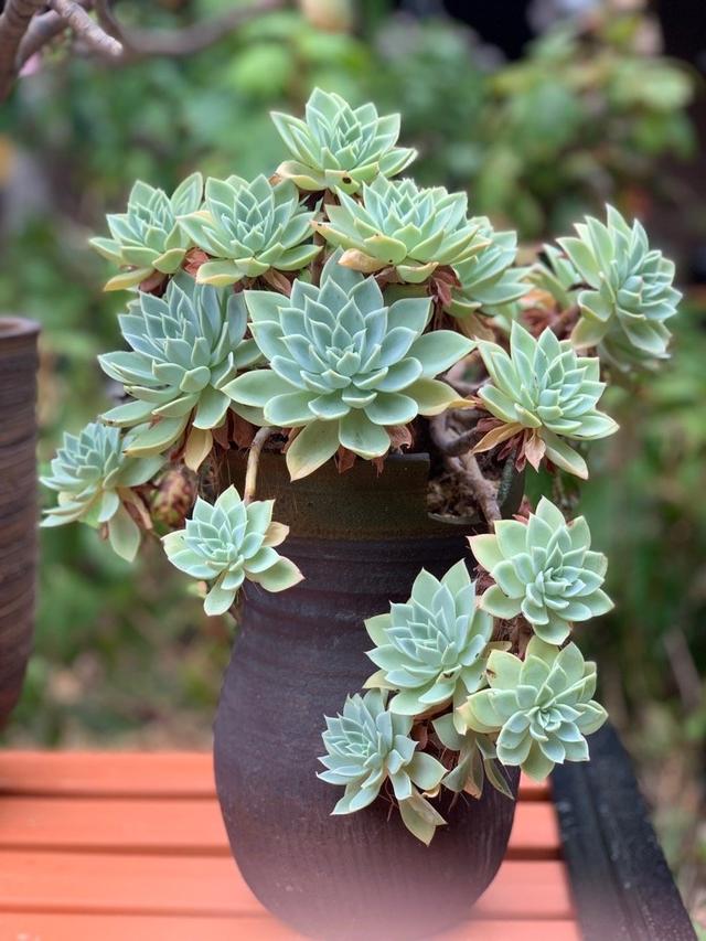 养多肉,开直播,网红法师在寺院里种满了多肉植物