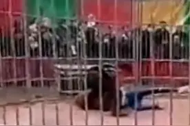 惊险！山西一马戏团老虎咬伤驯兽师，观众惊呼快救人图片