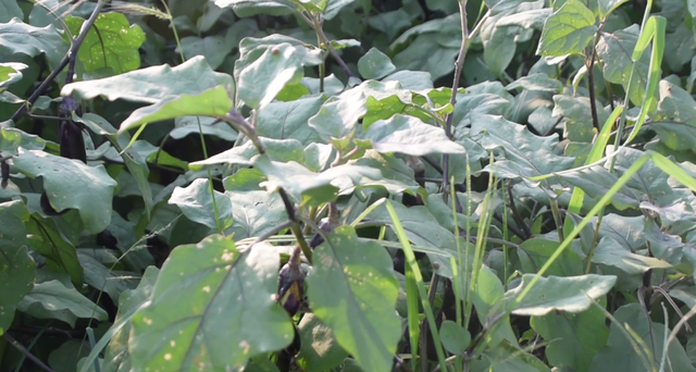 鑼勫瓙鍚庢湡闀垮娍宸紝甯稿嚭鐜颁竴绉嶇梾瀹筹紝闃叉不鎶€宸ц鐭ラ亾