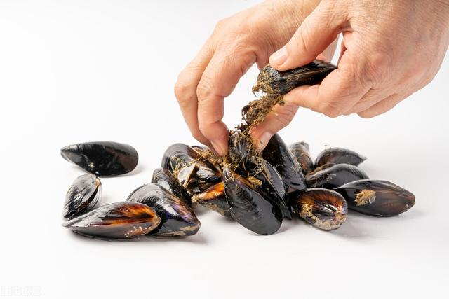 3月,海虹正当时令,挑"白肉"还是"黄肉"?弄错难吃还不肥美