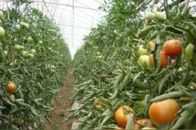 农民伯伯开着三轮车，拉一车农家菜和水果，不卖出500元不回家图片