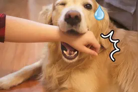 小孩被狗咬，打一次疫苗后咬了大人，大人要打疫苗吗？图片