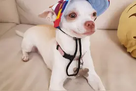 主人做什么都超生气！吉娃娃永远在暴怒边缘：老娘就是看你不顺眼图片