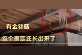 疫情期间不能回校 大连高校宿舍床板长金针菇图片