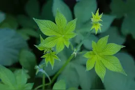 葎草浑身是“宝”，却因浑身布满倒钩刺难以清除遭人嫌弃，可惜了图片