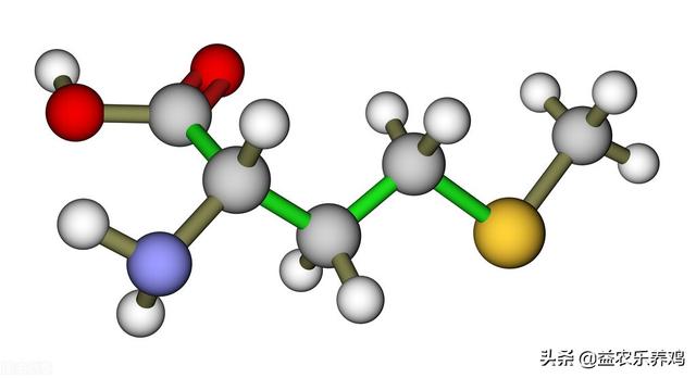 蛋鸡饲料的种类之氨基酸