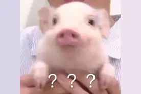 福建明溪：私设生猪屠宰场，销售生猪肉499361元，男子获刑！图片