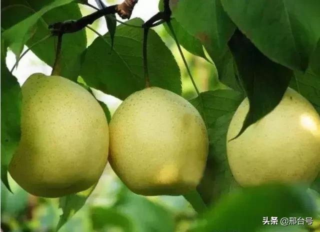 邢台十大皇家贡品，你知道是什么吗？