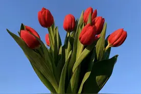 眼里揉不得沙，不将就的星座，即便失去一切，也不想有瑕疵图片