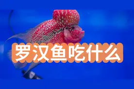 罗汉鱼吃什么？如何增强罗汉鱼颜色？图片