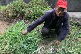【十堰】注意！听说能治病，七旬老汉在自家菜地种植410余株罂粟被拘留图片