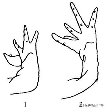 牛蛙的人工高效养殖技术