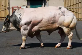 为吃它的肉而近乎变态的选育，牛界巨无霸比利时蓝牛越强壮越悲惨图片