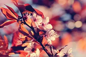 岁月静好，我在春天，等你图片