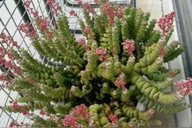 养了3年的钱串“开花”了，粉嘟嘟很漂亮，不过观赏后就剪掉吧图片