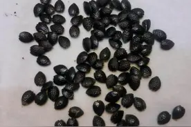 这3种“果核”，吃完不要扔，土里埋7天成盆栽，来年全家有得吃图片