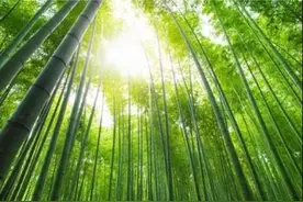 利用竹炭做成的板材，外表虽“其貌不扬”但功效“小清新”图片