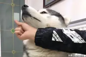 二哈摇头晃脑不吃药，主人拿出了招杀手锏，二哈瞬间吓成了怂包图片
