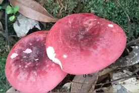 红菇这么贵，那么多人喜欢吃，什么人能吃，要怎么吃，你知道吗？图片