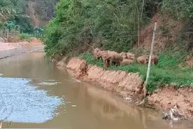 投食近4吨避免云南野象群进玉溪城区！象群吃饱喝足已入林区图片