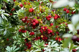 杨梅季节：采摘园空荡荡无人，大量果实直接落地，农民欲哭无泪图片