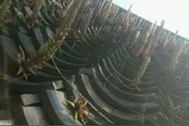 不花钱的多肉，老家房顶全都是，密密麻麻一大片！带着麻袋挖图片