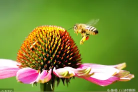 介绍一种快速收蜂方法图片