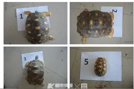 浙江三男子买乌龟当宠物涉刑！以为退群就没事了图片