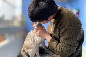 猫咪到底能不能吃人类的食物？图片