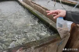 在南方繁殖成灾，却很少人抓，市场靠养殖供应，一斤7元受喜爱图片
