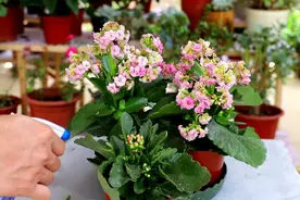 长寿花开败后，2件事别做错，否则想再开花，很难图片