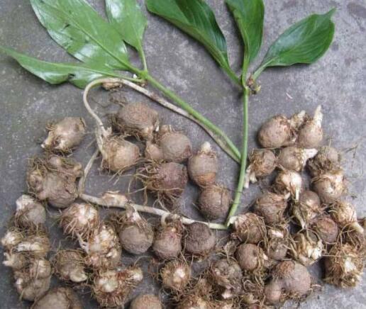 旱半夏与水半夏的区别