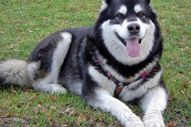 最受欢迎的8种大狗,你喜欢哪一只?