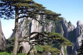 我国一棵“假”树，活了1000年都以为它死了，却换了20多代警卫！图片