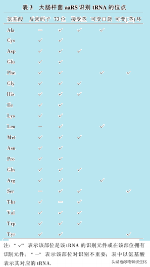 转运RNA与氨酰tRNA合成酶