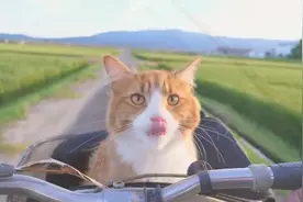 主人骑自行车带猫咪稻田兜风，猫咪格外惬意，画面暖心视频封面