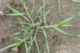 这个才是最好的除草剂，2℃就能用，禾阔双除，除草干净又彻底图片