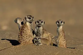 蛇毒那么厉害，但蛇却怕这三种动物图片