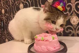 过生日的猫咪，这小寿星的吃相，可不咋好图片